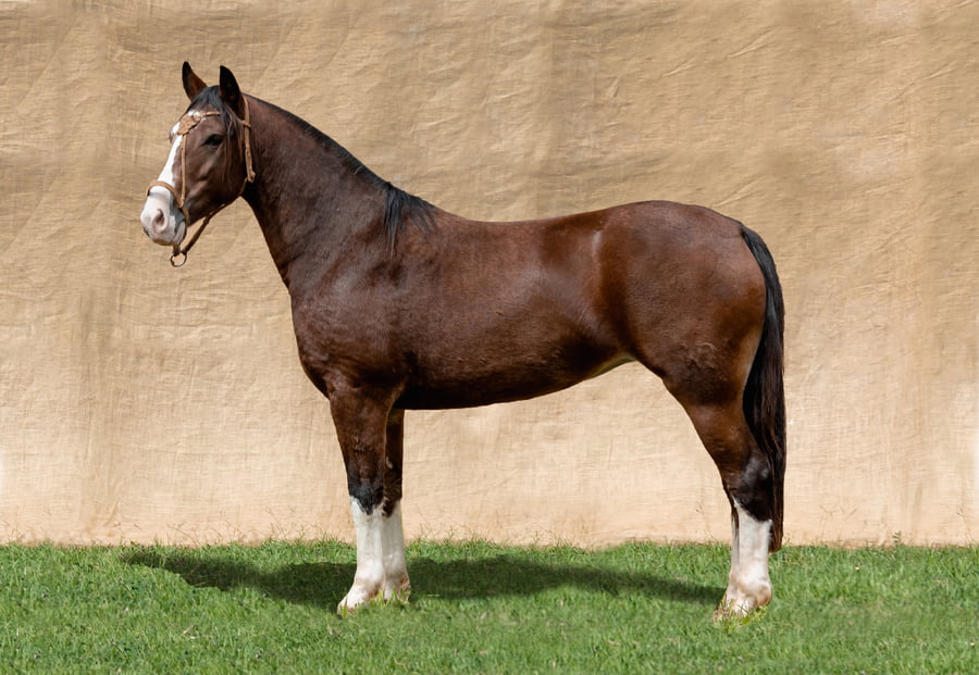 Lote KAIGUE VICTORIA RP 48