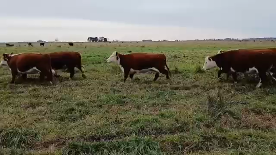 Lote 54 Vacas nuevas C/ gtia de preñez