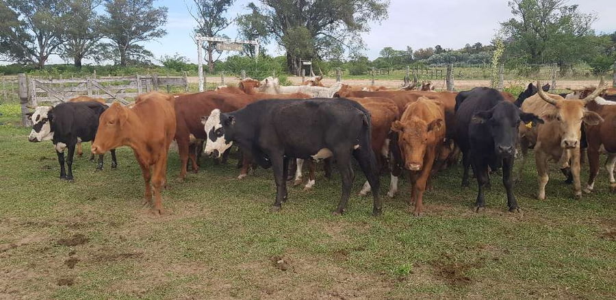 Lote 39 Vacas de invernar en Esquina, Corrientes