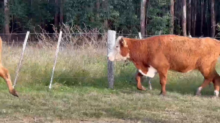 Lote 55 Vacas de invernar