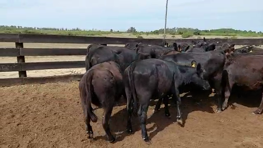 Lote 20 Vaquillonas  Angus Negras a remate en Pantalla Camy - Liquidación de Estancia, Colonia