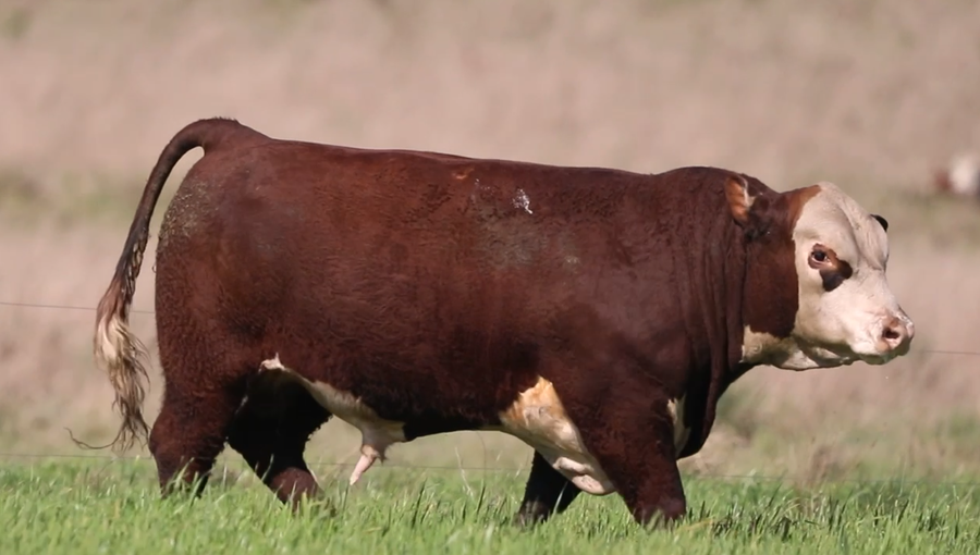 Lote Santa Maria de Arapey