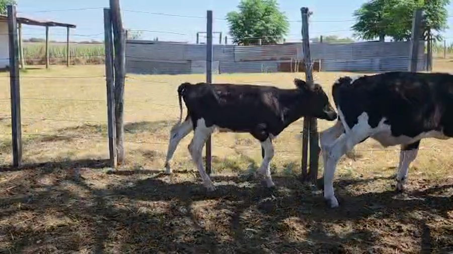 Lote 28 Terneros Holando a remate en Pantalla Camy en Nueva Helvecia