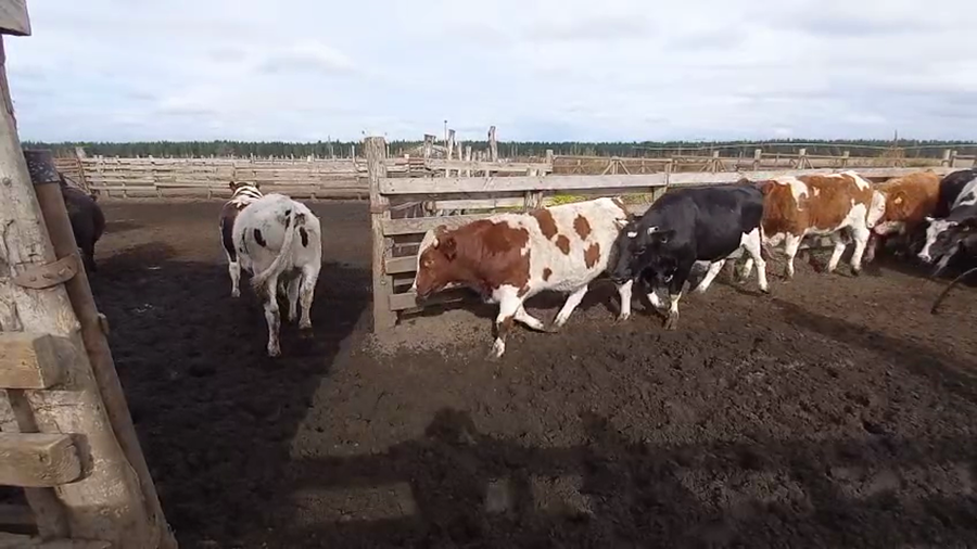 Lote 41 Novillo Gordo en Cabrero, VIII Región Biobío
