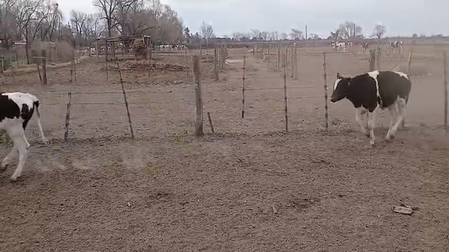Lote 21 Terneros Holando Argentino en Sunchales, Santa Fe