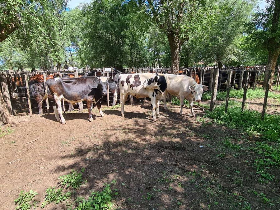 Lote 3 Novillitos en Gral. Lamadrid, Buenos Aires