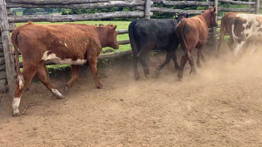 Lote 16 Vaquilla Engorda en Coyhaique, XI Región Aysén