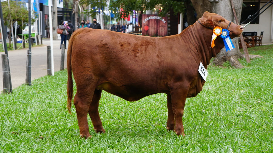 Lote Brangus a Bozal Expo 2022 RP 3370 - Lote 15