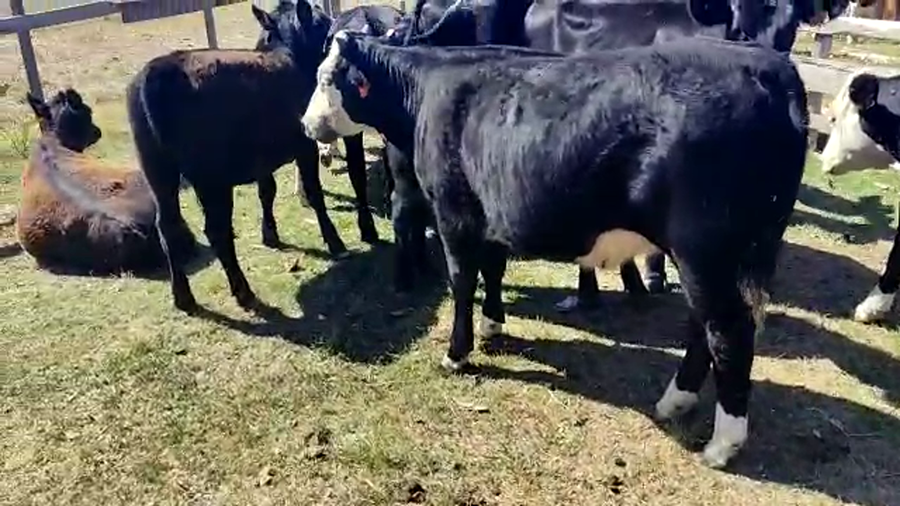 Lote 11 Terneras Angus y Cruza