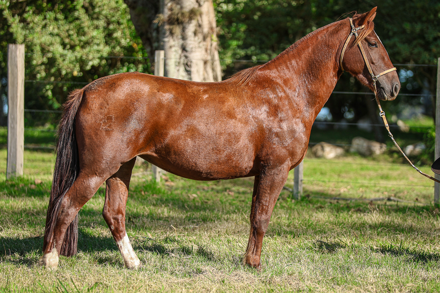 Lote CATANDUVA GISELLE BUNDCHEN