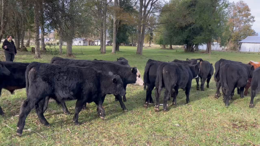 Lote 27 Ternero en Río Bueno, XIV Región Los Ríos