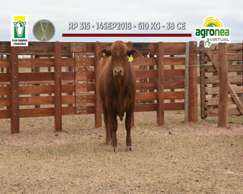 Lote TOROS BRANGUS COLORADO "MARCA COPA"