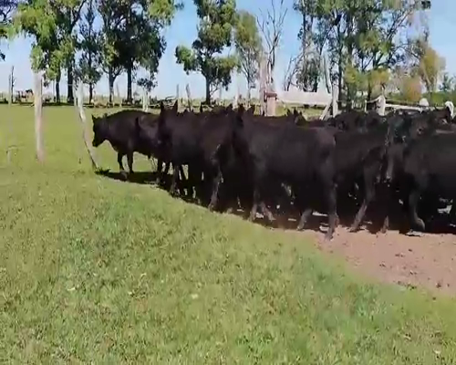 Lote 65 Terneros en Federal, Entre Ríos