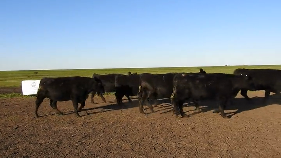 Lote 15 VAQUILLONAS ANGUS MAS