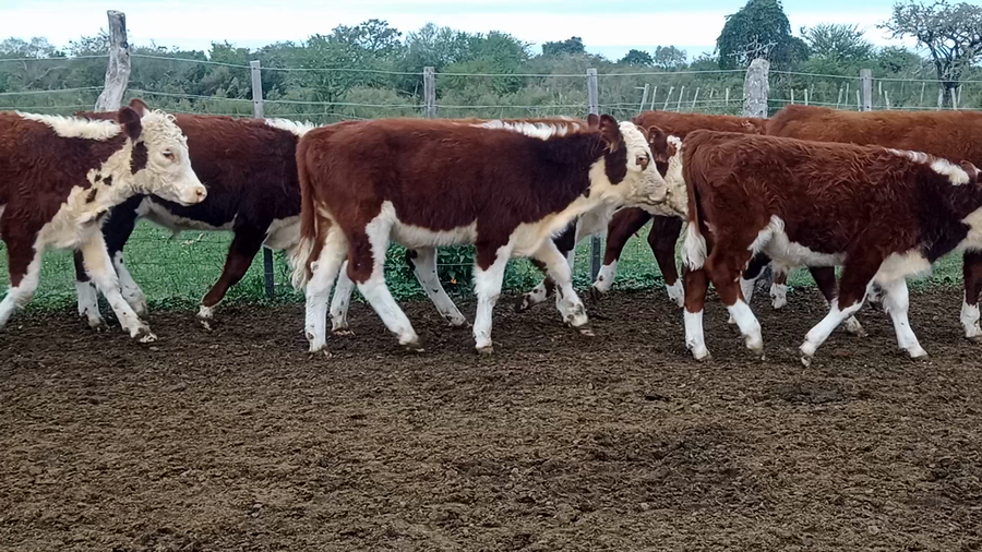 Lote 27 Terneros/as