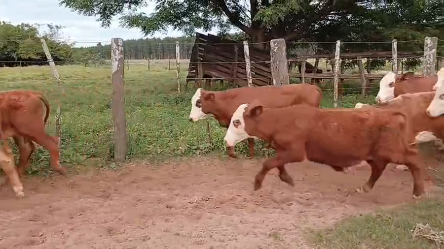Lote 70 Terneros en Corrientes, Santa Rosa