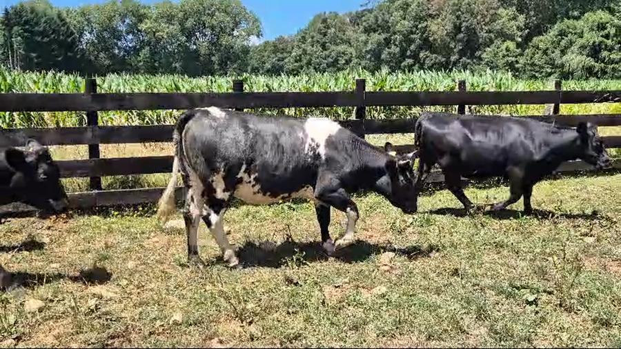 Lote 64 Vaquilla Engorda en Panguipulli, XIV Región Los Ríos