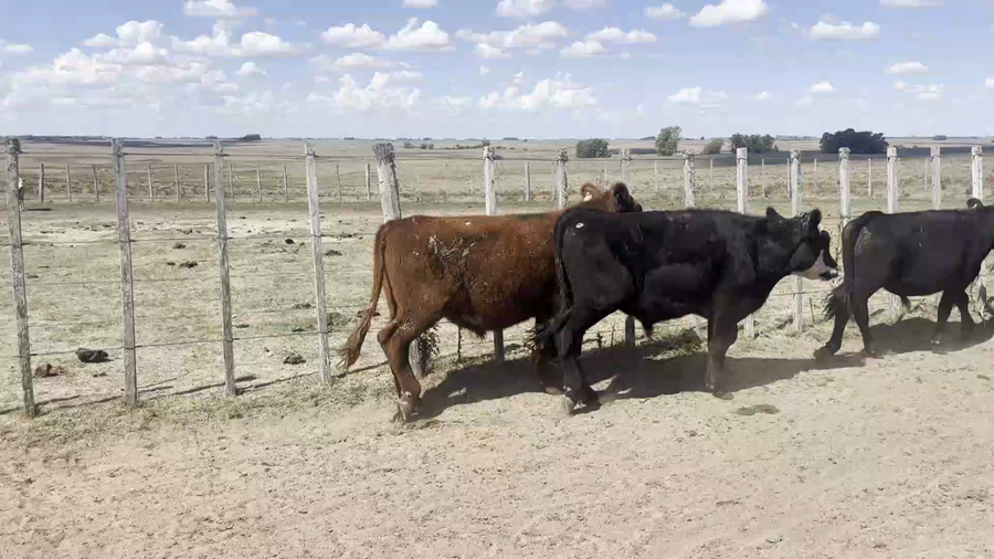 Lote 50 Novillos y Vaquillonas 1 a 2 años en San Gerónimo, Florida