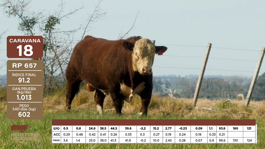 Lote Caravana 18 "Gonzalo Rodríguez Mendaro"