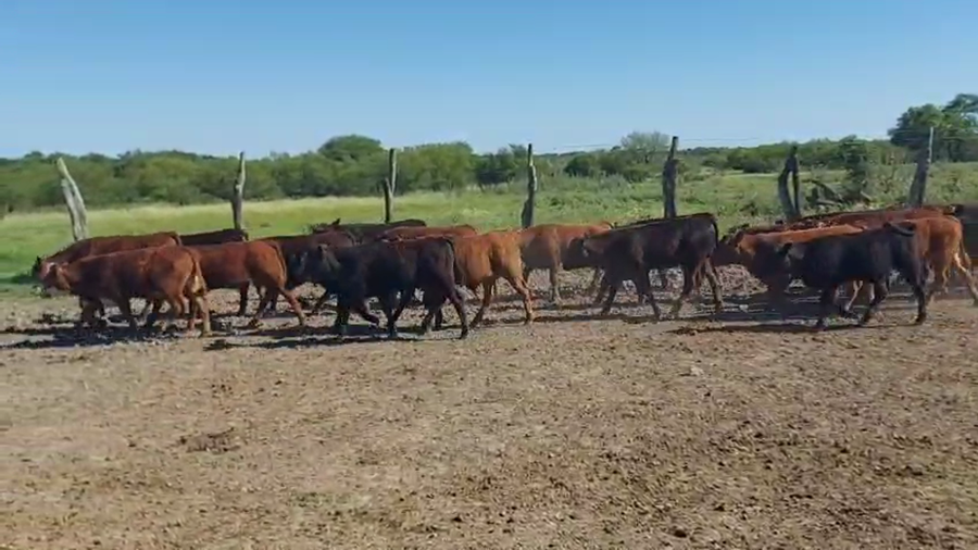 Lote 80 Terneros