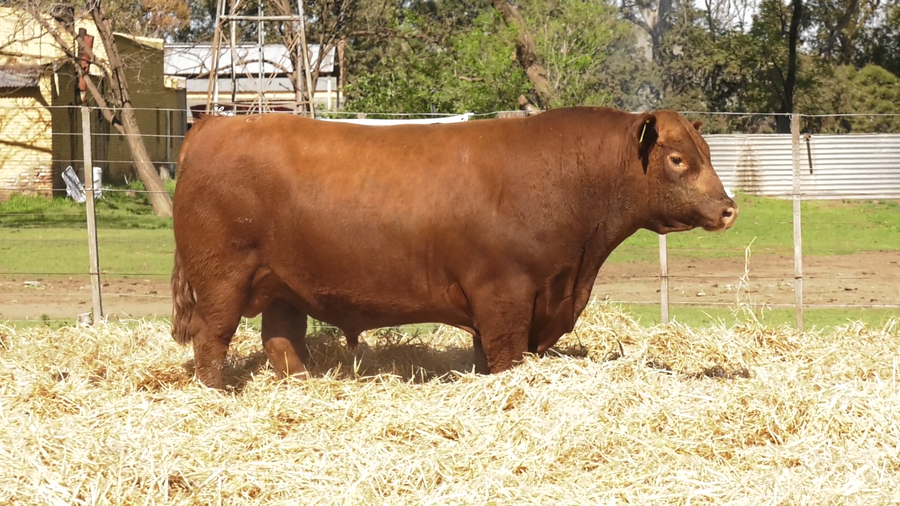 Lote TOROS PUROS CONTROLADOS