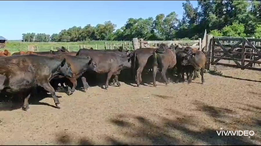 Lote 26 Novillitos en Brandsen, Buenos Aires