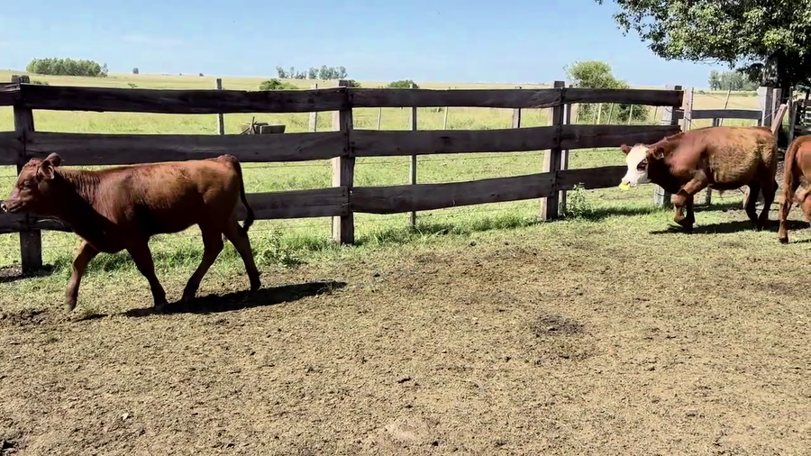 Lote TERNEROS Y TERNERAS