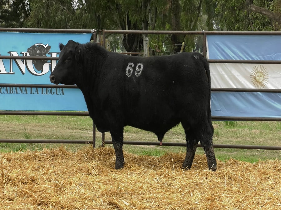 Lote TOROS ANGUS NEGROS PC