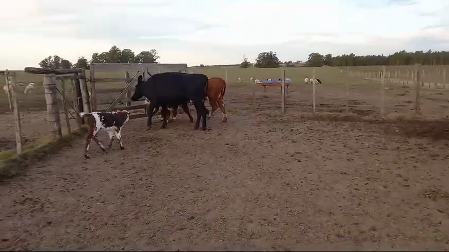 Lote 4 Piezas de cría He AA a remate en Pantalla Camy  en Carreton