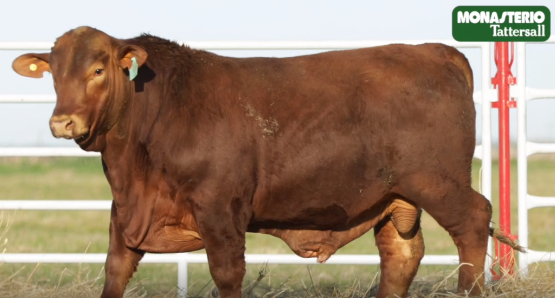 Lote TOROS GENERALES, CONTROLADOS Y REGISTRADOS