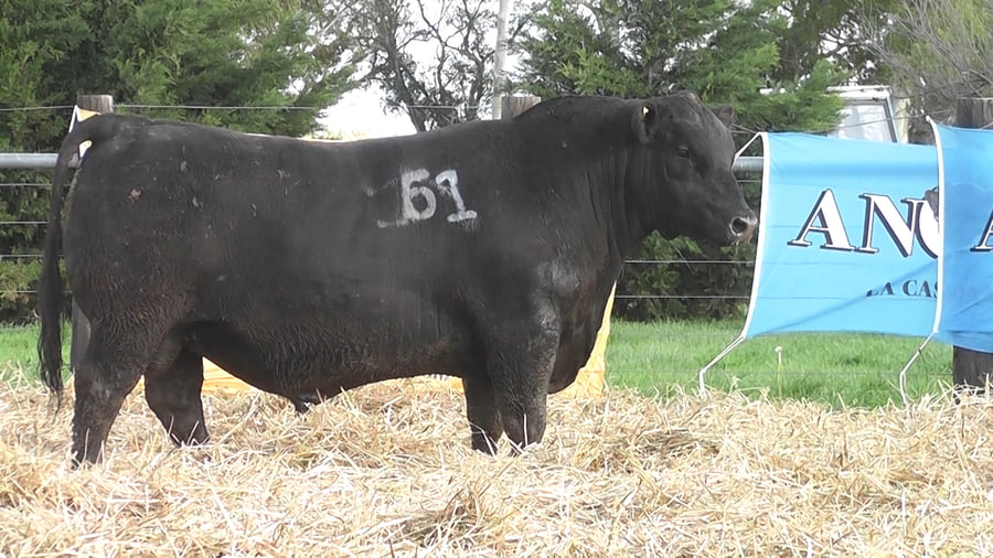 Lote TOROS ANGUS PUROS CONTROLADOS