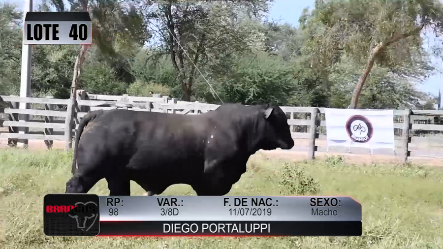 Lote Nacional de Otoño Brangus Campo - Lote 40