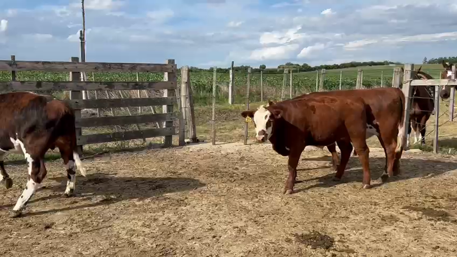 Lote 3 Terneros a remate en Pantalla Camy, San José