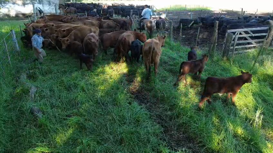 Lote 50 AL CTE MEDIO USO