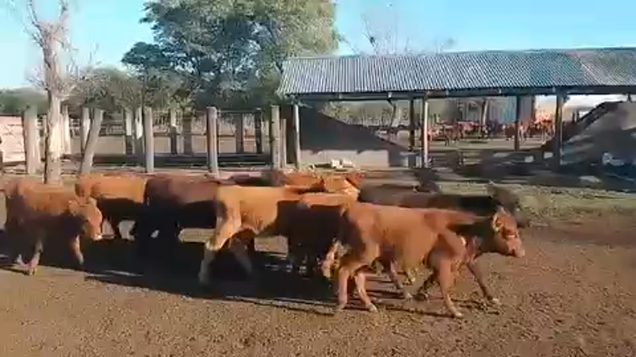 Lote 140 Terneros/as en Sauce, Corrientes