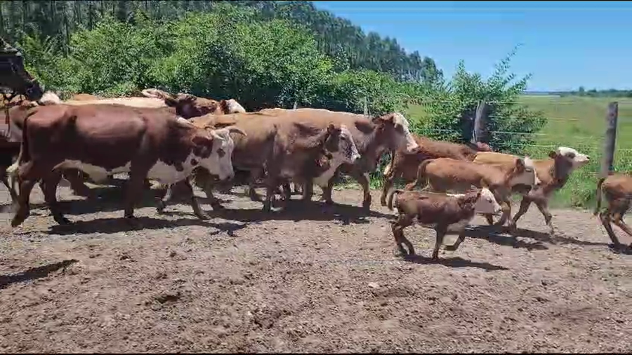 Lote 36 Vacas CUT con cría en Saladas, Corrientes