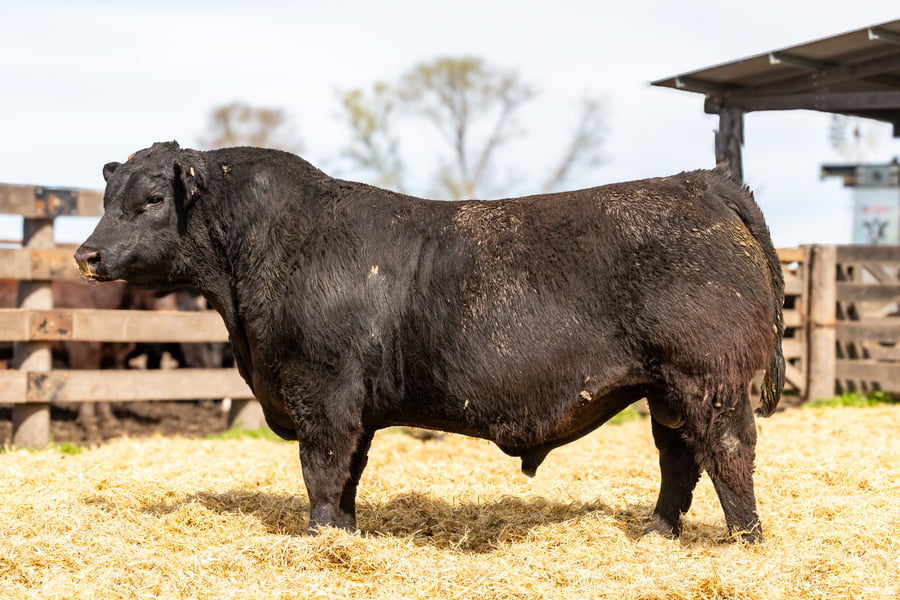 Lote Toro PC