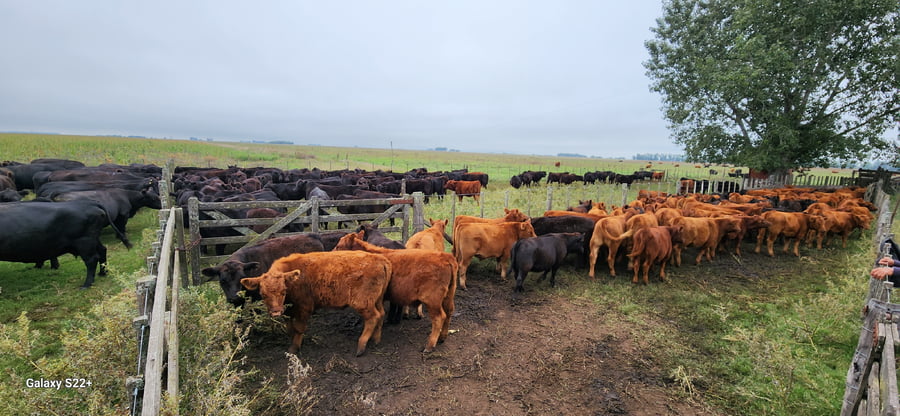 Lote 71 Terneros en Azul