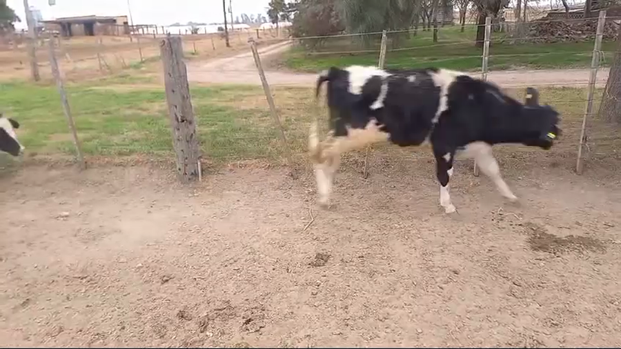 Lote 40 Novillitos Holando Argentino en Brinkmann, Córdoba