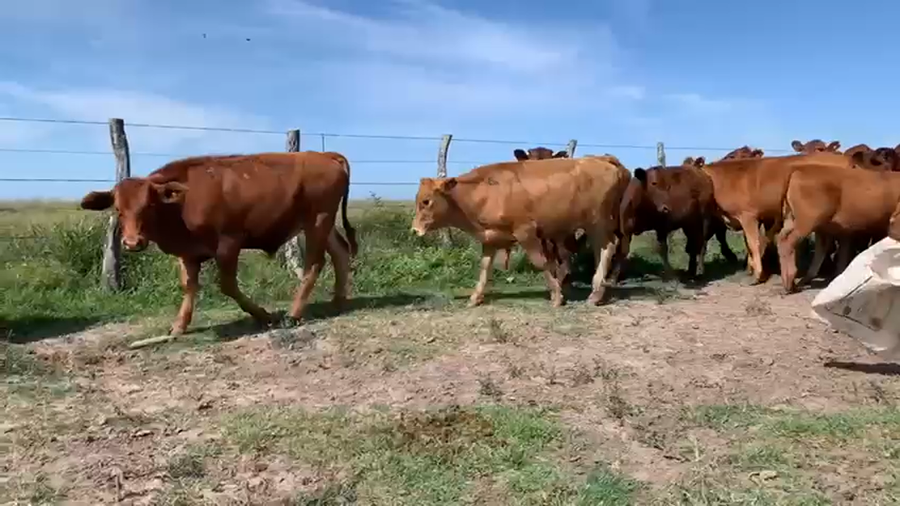 Lote 75 Novillitos