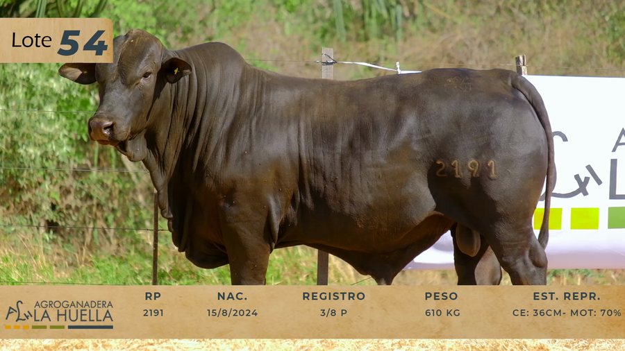 Lote LOTE 54