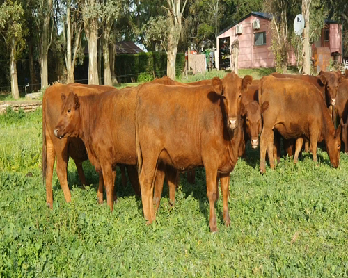 Lote 57 Vaquillonas en Tandil, Buenos Aires