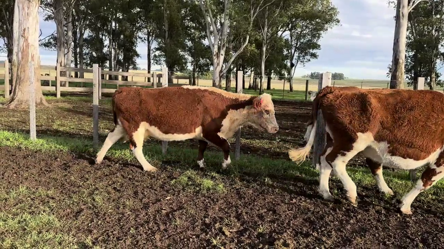 Lote VACAS DE INVERNADA