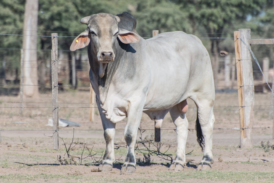 Lote Toro Cabaña La Carolina (RP403)