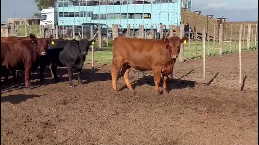 Lote 72 Vaquillonas Preñadas c/Gtia