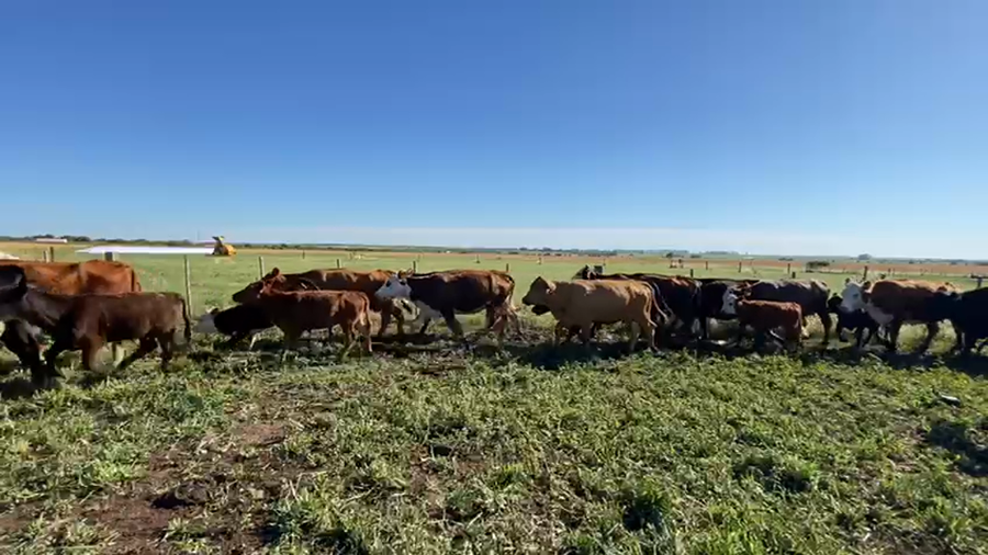 Lote 100 Vacas Usada con Cría en Victoria - Entre Ríos