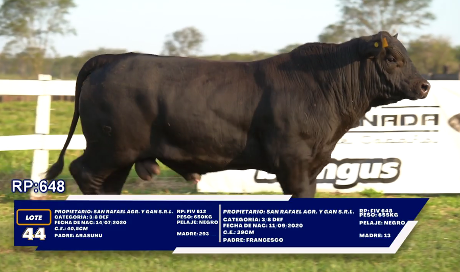 Lote LOTE 44 - DUO