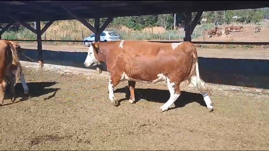 Lote 20 Vaquilla Gorda en Los Ángeles, VIII Región Biobío