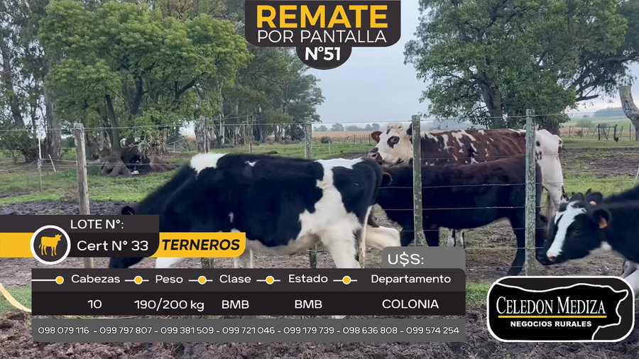 Lote 10 Terneros en Otra Localidad, Colonia