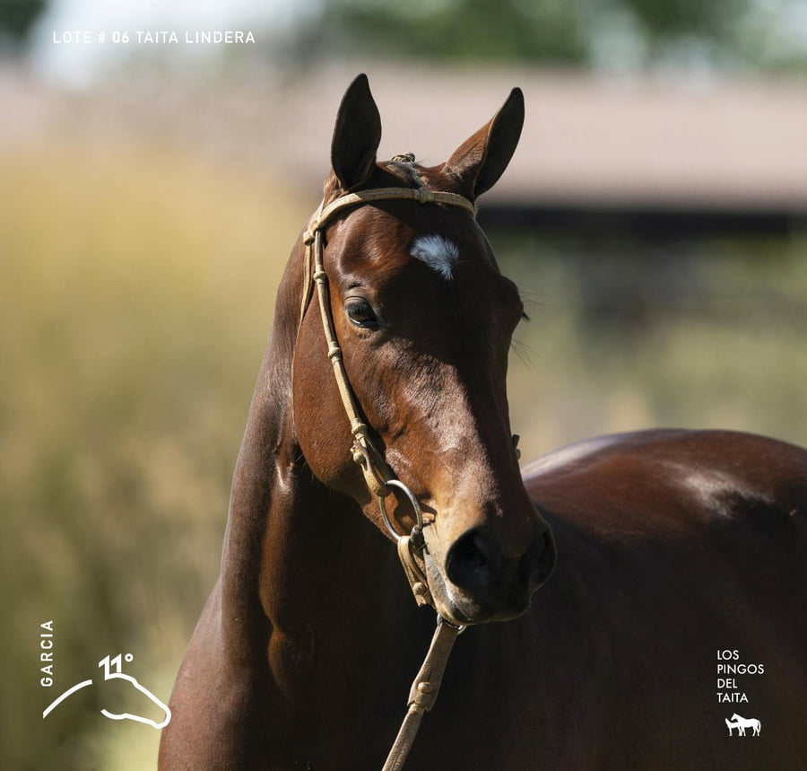 Lote TAITA LINDERA - T/E (OPEN ILUMINADO - DOLFINA FRONTIER)